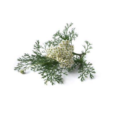 Aceite esencial de Milenrama 5ml