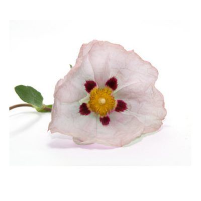 Aceite esencial Jara de Córcega Bio 5ml