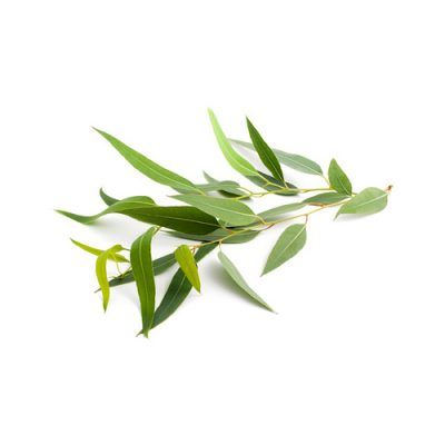 Aceite esencial de Eucalipto azul Bio 10ml