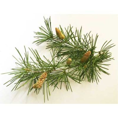 Aceite esencial de Cedro Himalaya